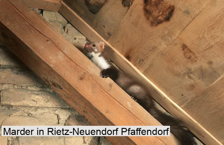 Marder in Rietz-Neuendorf Pfaffendorf